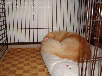 b0075318_18135339.gif