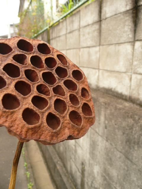f0178427_2041254.jpg