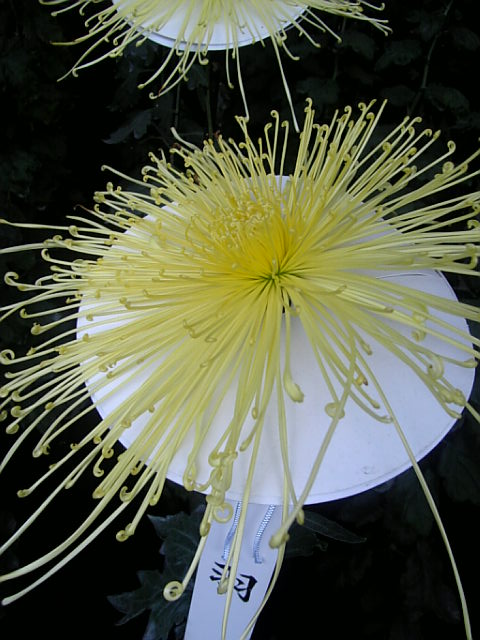 a0106340_0155071.jpg