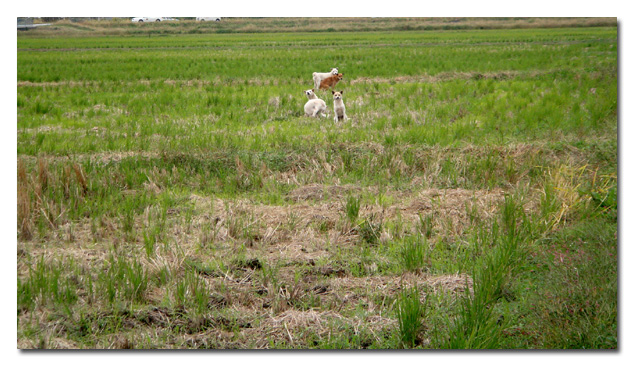 f0090964_049274.jpg