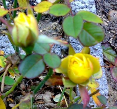 f0021504_2511281.jpg