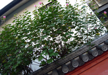 c0008209_1412352.jpg