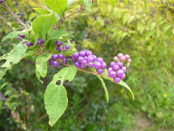 c0145209_21351238.jpg