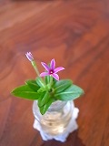 c0094621_1625405.jpg