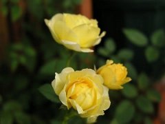 b0031925_17244142.jpg
