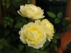 b0031925_1726893.jpg