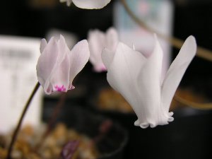 b0031925_17442519.jpg