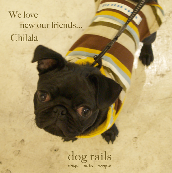 Chilala Dog