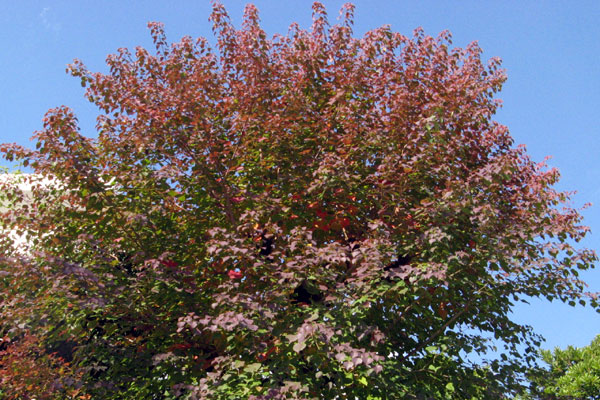 f0007956_1823728.jpg