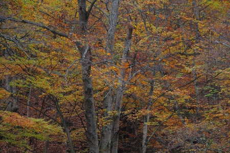 e0117202_19134410.jpg