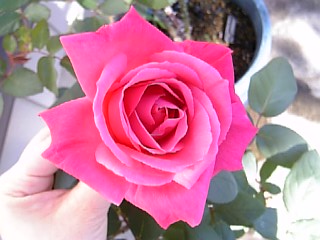 e0098908_21592699.jpg