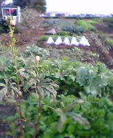 f0143412_1935421.jpg