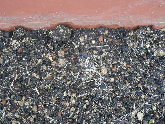 e0026017_22364679.jpg