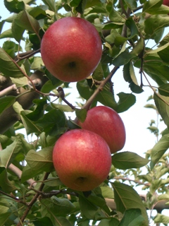 a0024829_22381941.jpg