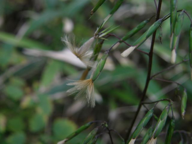 e0145033_21295888.jpg