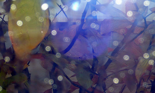 c0131544_5354143.jpg