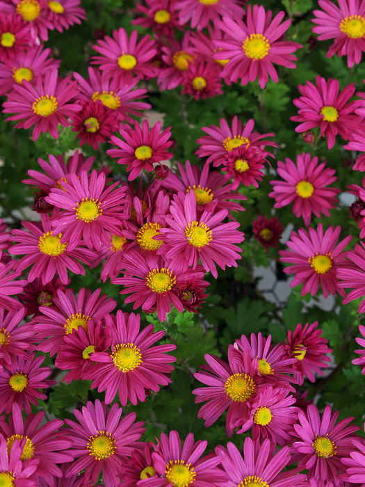 a0096177_21475686.jpg
