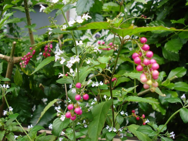 f0165677_18584031.jpg