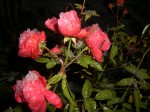 c0078586_2345728.jpg