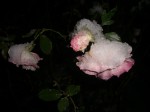 c0078586_2354697.jpg