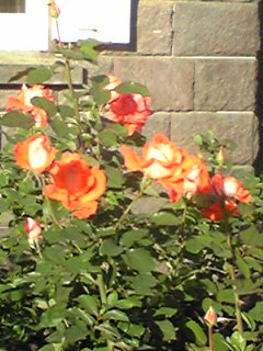d0133188_1849956.jpg