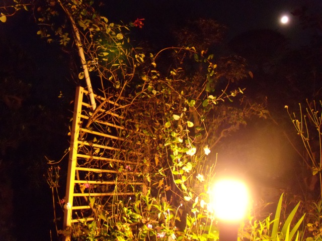 c0019089_20283178.jpg
