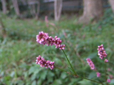 e0126054_1153573.jpg