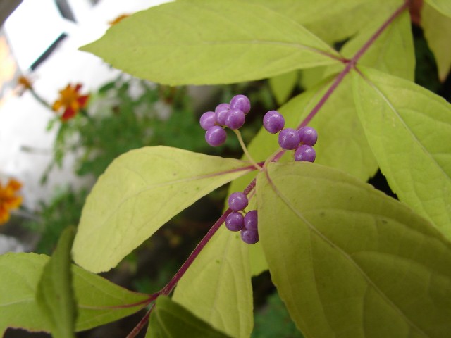 b0061261_2255278.jpg