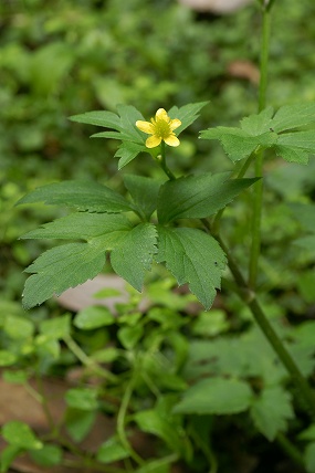 e0054067_110717.jpg