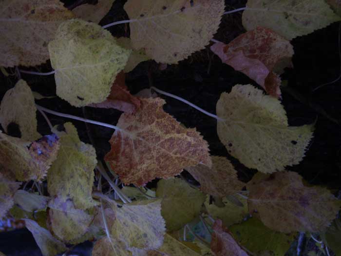 a0074469_213530100.jpg