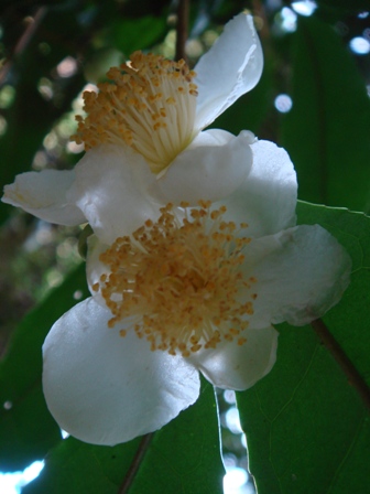 e0111793_0585223.jpg
