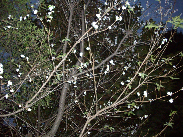 c0138198_150821.jpg