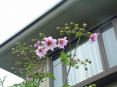 b0008825_13362875.jpg