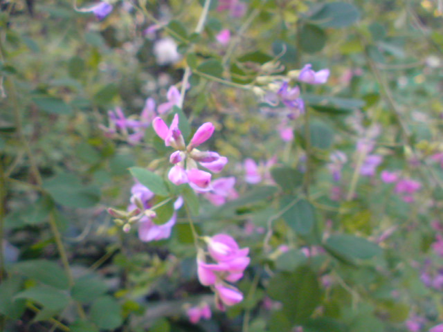 e0016828_1852478.jpg
