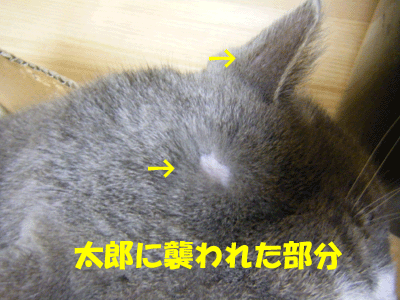 f0008935_10434186.gif