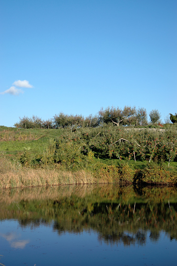 d0008146_236195.jpg