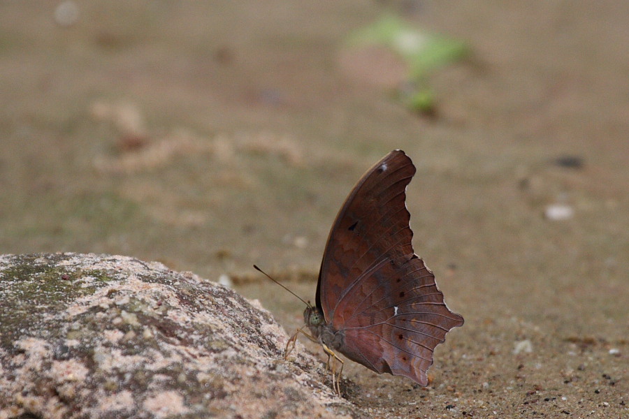 a0094850_211368.jpg