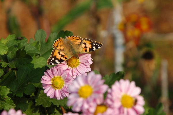 d0098057_3232136.jpg