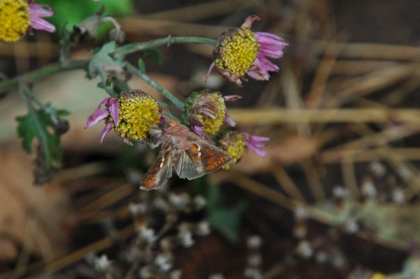 d0098057_3253146.jpg