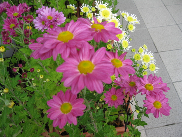 c0086460_21332480.jpg