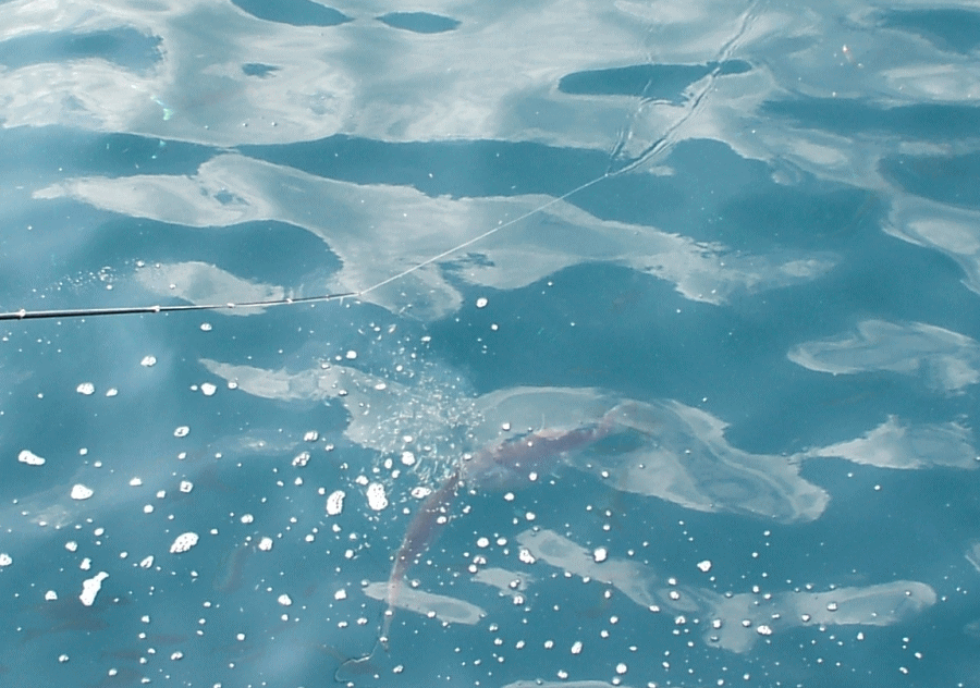 d0098363_12243821.gif
