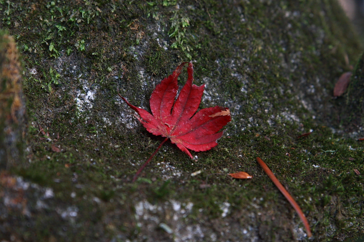 e0051888_106496.jpg