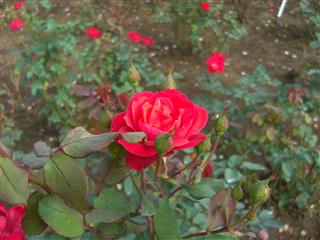 b0042607_19252296.jpg