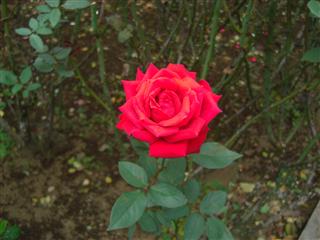b0042607_19265773.jpg
