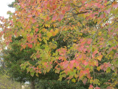 c0145449_1444010.jpg