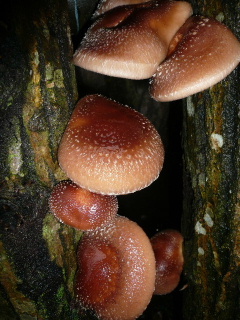 c0017259_924854.jpg