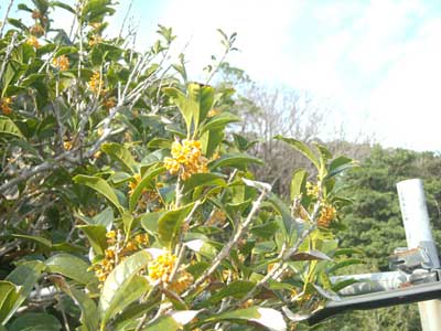 e0097770_1832345.jpg