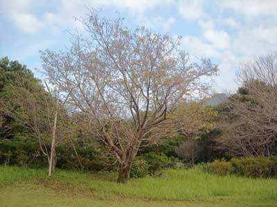 e0097770_18332940.jpg