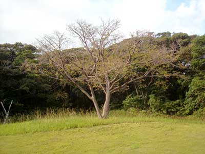 e0097770_1833359.jpg