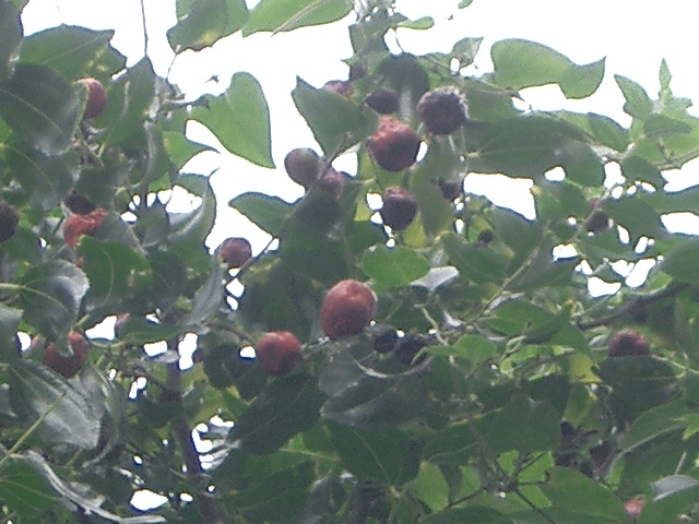 c0162773_14245612.jpg